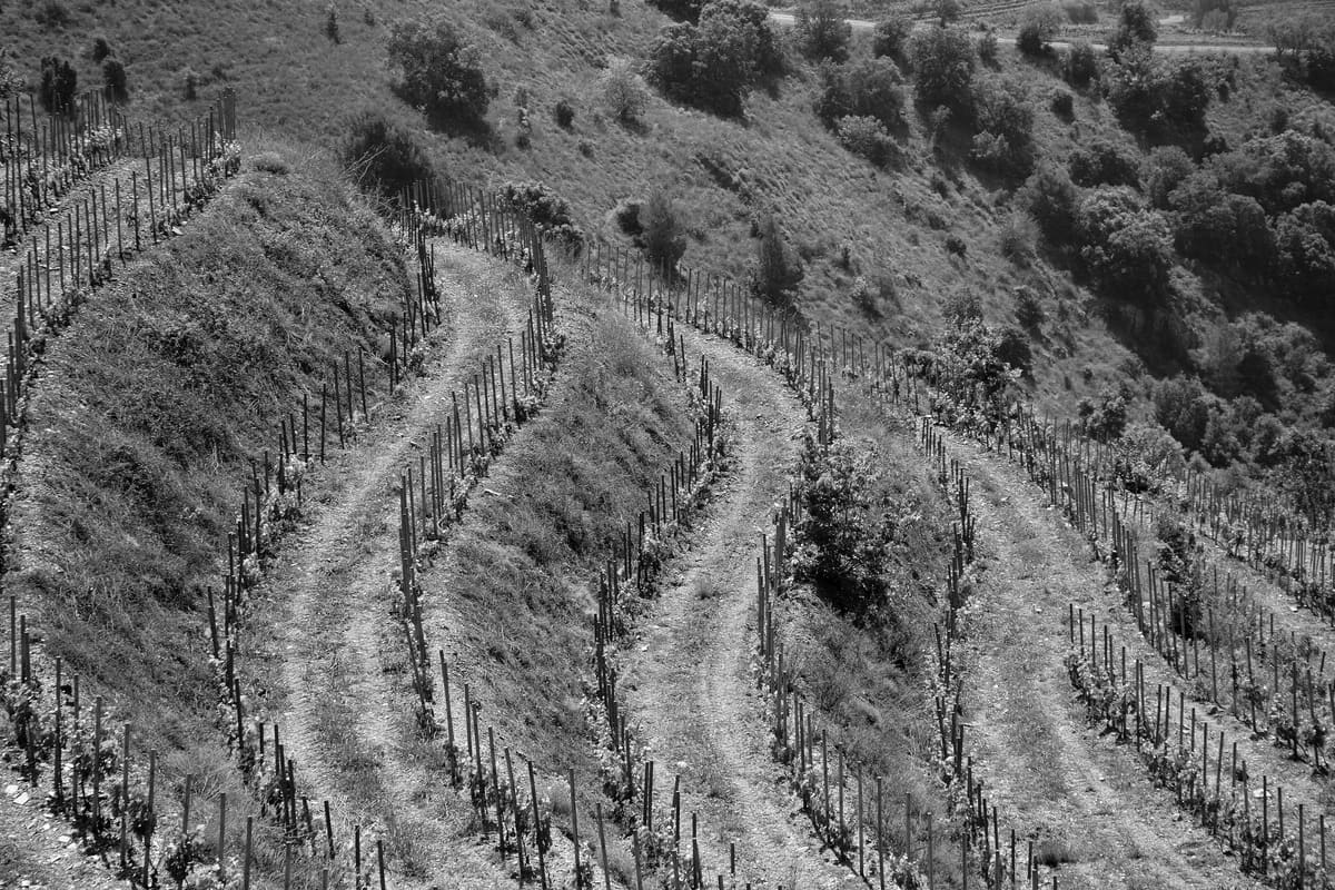 Vignoble en terrasses sur les pentes du Priorat, dans la province de Tarragone, en Espagne